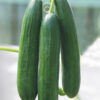 ΑΓΓΟΥΡΙ NOBILE F1 - CUCUMIS SATIVUS