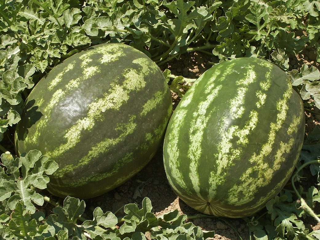 ΚΑΡΠΟΥΖΙ SUN FRESH F1 - CITRILLUS LANATUS ΚΑΡΠΟΥΖΙ SUN FRESH F1 - CITRILLUS LANATUS