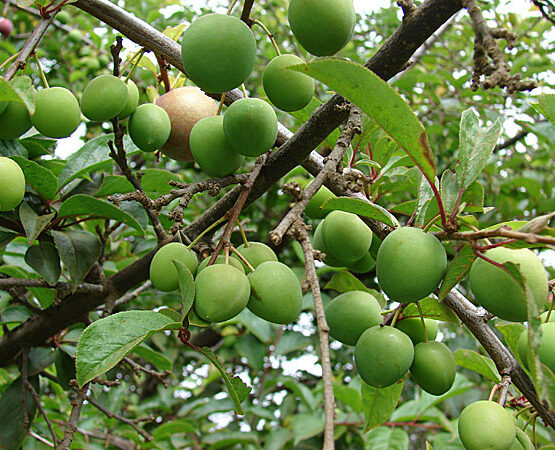 ΚΟΡΟΜΗΛΟ ΤΖΑΝΕΡΑ ΒΟΛΟΥ -(Prunus domestica)