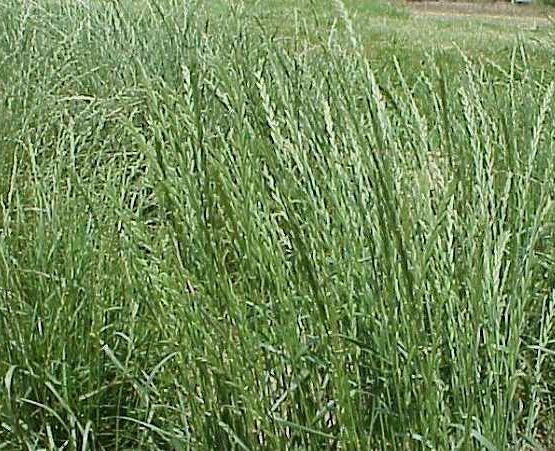 ΛΟΛΙΟΥΜ ΠΟΛΥΕΤΕΣ (Lolium perenne)