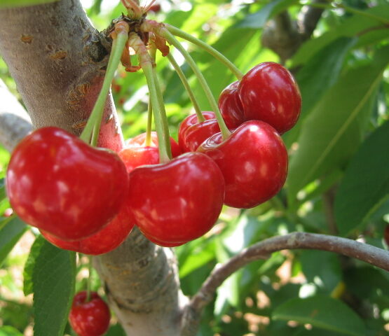 ΚΕΡΑΣΙΑ ΤΖΟΡΤΖΙΑ(Giorgia) - (Prunus cerasus)