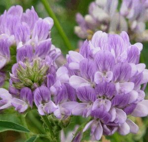 ΜΗΔΙΚΗ BLUE ACE - σακί 25 κιλών