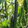 ΑΓΓΟΥΡΙ ΒΟWING F1 - CUCUMIS SATIVUS