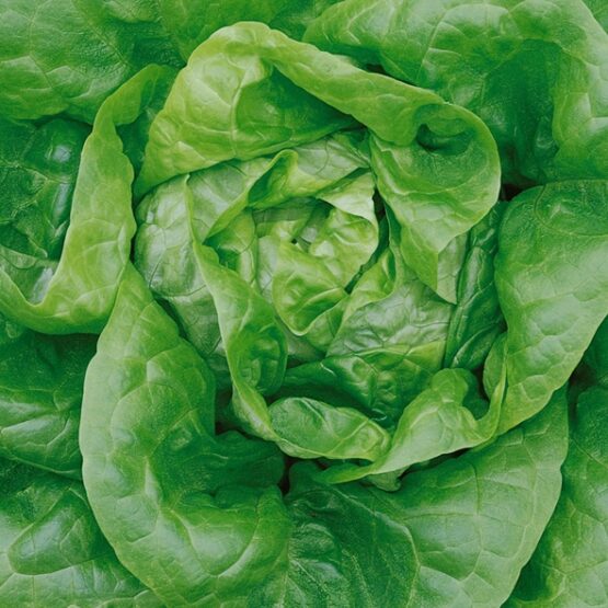 ΜΑΡΟΥΛΙ SIVNA τύπου ROMANA - 5000 σπόρων PILLS