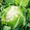 ΚΟΥΝΟΥΠΙΔΙ ANIQUE F1 – Brassica oleracea var. botrytis