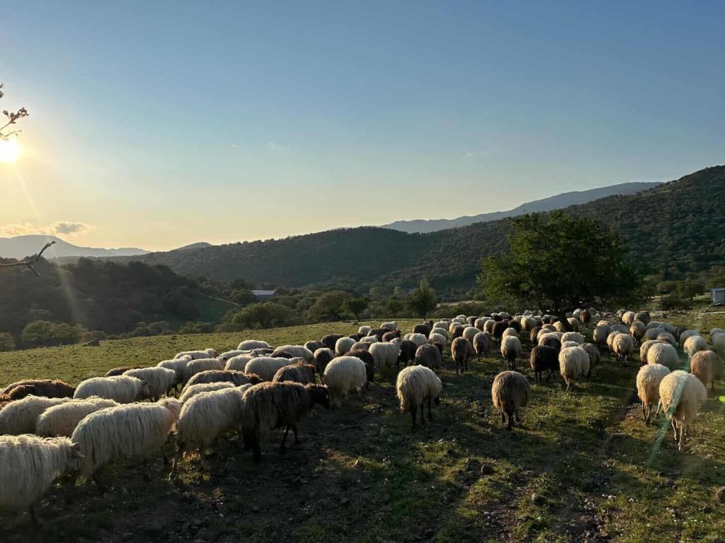 Αφθώδης Πυρετός (Foot-and-Mouth Disease – FMD)