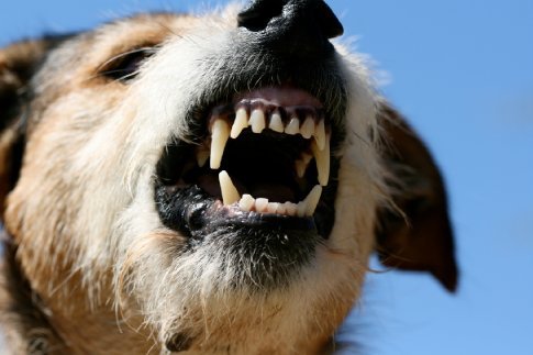 Dog_rabies