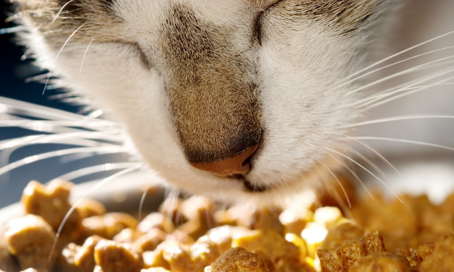cat-eating