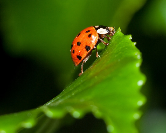 Ladybug_7