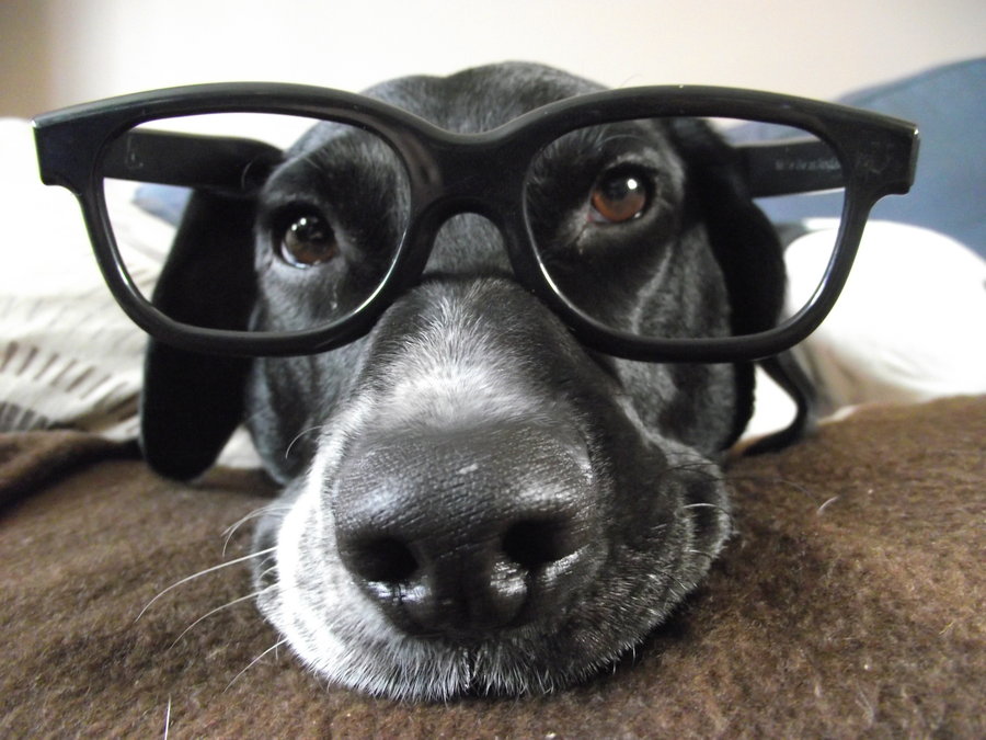 dog_with_glasses