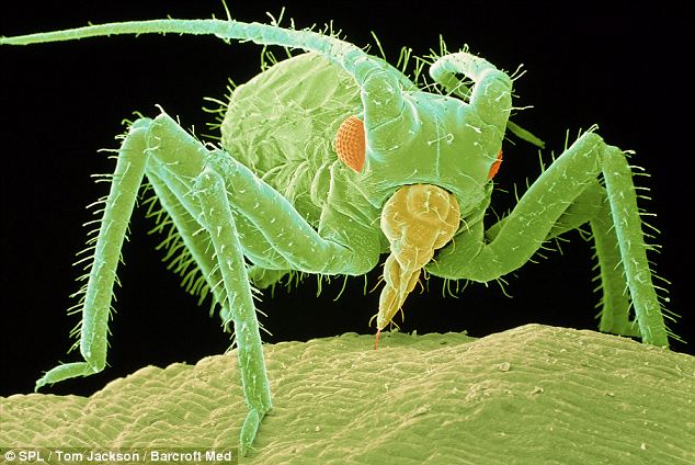 microscopic8