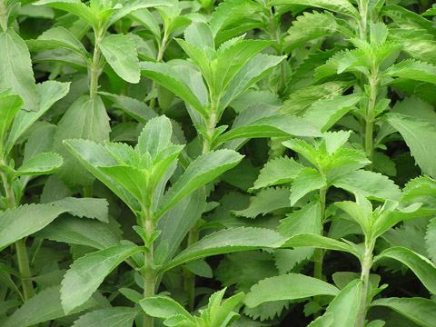 stevia3